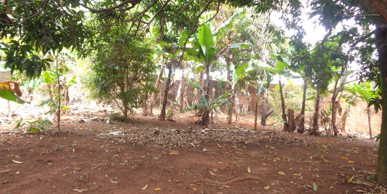 DSC01817